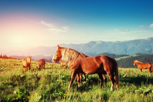 The herd of horses in the mountains in fantastic sunny summer day