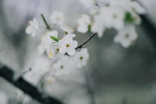 White lilacs flowers background outdors