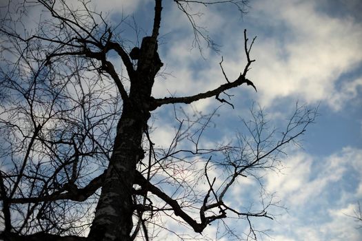 Dry tree against sky. Black silhouette of tree without leaves. Details of surrounding landscape.