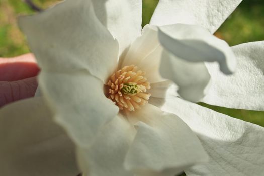 Close up of Hand holding Magnolia X Loebneri Encore Flower Blossom. High quality photo