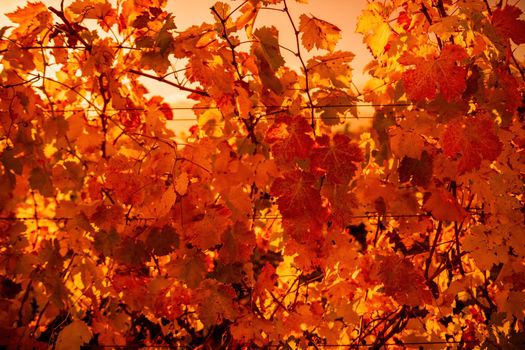 Beautiful clusters of ripening grapes in the sun. Grape plantation in the sunset light. Beautiful vine with grapes. Wine Making concept. Grape business.