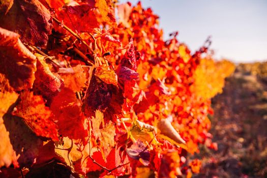 Beautiful clusters of ripening grapes in the sun. Grape plantation in the sunset light. Beautiful vine with grapes. Wine Making concept. Grape business.