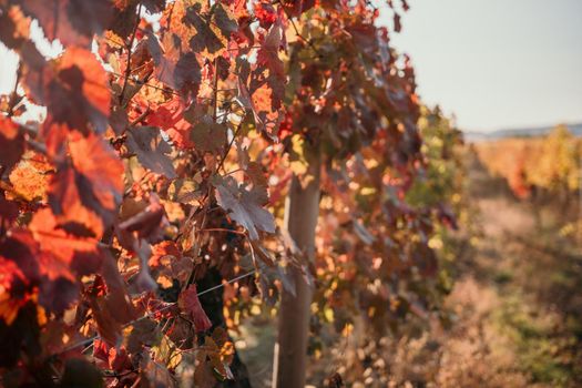 Beautiful clusters of ripening grapes in the sun. Grape plantation in the sunset light. Beautiful vine with grapes. Wine Making concept. Grape business.