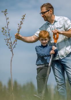 father and son planting a tree - working together.father and son planting a tree - working together