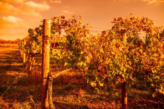 Beautiful clusters of ripening grapes in the sun. Grape plantation in the sunset light. Beautiful vine with grapes. Wine Making concept. Grape business.