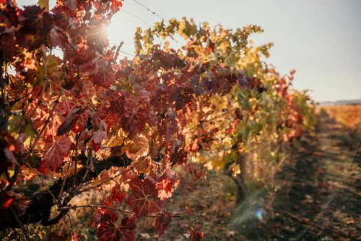 Beautiful clusters of ripening grapes in the sun. Grape plantation in the sunset light. Beautiful vine with grapes. Wine Making concept. Grape business.