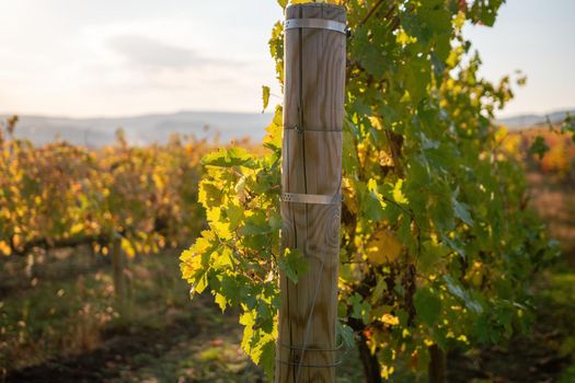 Beautiful clusters of ripening grapes in the sun. Grape plantation in the sunset light. Beautiful vine with grapes. Wine Making concept. Grape business.