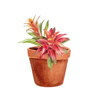 Tropical bromeliad plant with red and green leaves, hand-painted in watercolor. The illustration is highlighted on a white background. Spring or summer flower for weddings, invitations, postcards.