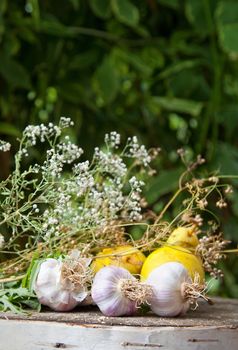 Gardening growth atmospheric still life