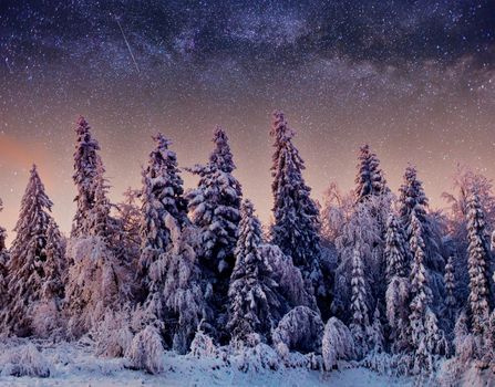Dairy Star Trek in the winter woods. Dramatic and picturesque scene. Carpathian, Ukraine, Europe.