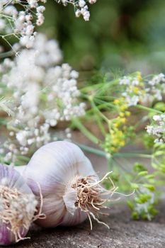 Gardening growth atmospheric still life