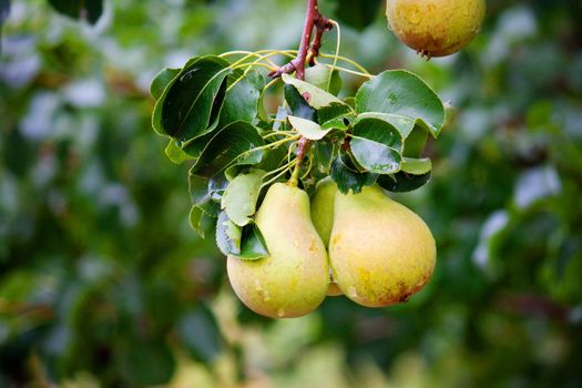 Bright fall harvest photo with fruits hanging on branch with green leaves on yellow and orange background