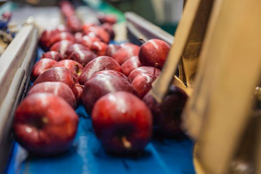 red apples on the packaging line of the enterprise