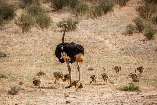 African Ostrich male with pack of chicks in Kgalagadi transfrontier park, South Africa ; Specie Struthio camelus family of Struthionidae
