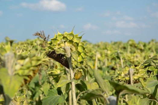 a field with a ripe sunflowers, Russia