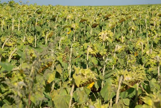 a field with a ripe sunflowers, Russia