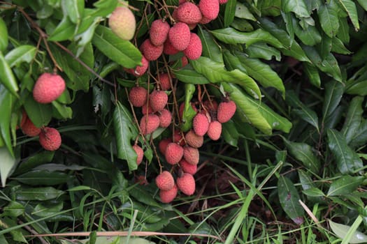 tasty and healthy litchi bunch in farm for harvest and sell