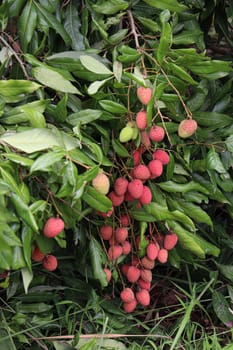 tasty and healthy litchi bunch in farm for harvest and sell