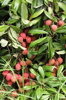 tasty and healthy litchi bunch in farm for harvest and sell