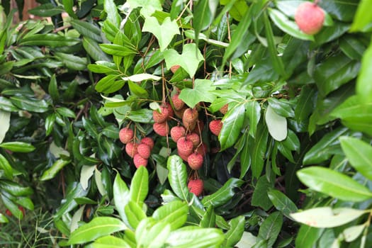 tasty and healthy litchi bunch in farm for harvest and sell