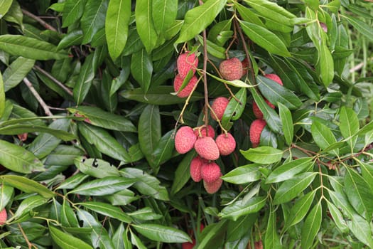 tasty and healthy litchi bunch in farm for harvest and sell