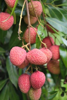 tasty and healthy litchi bunch in farm for harvest and sell