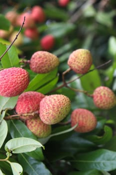 tasty and healthy litchi bunch in farm for harvest and sell