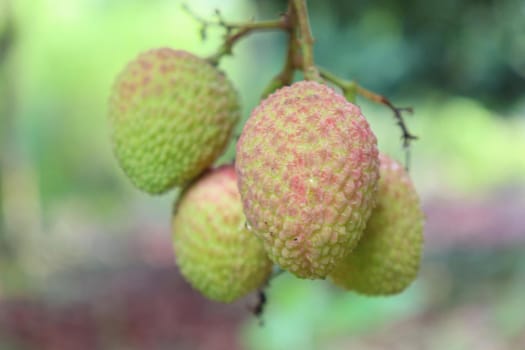 tasty and healthy litchi bunch in farm for harvest and sell