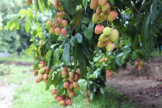 tasty and healthy litchi bunch in farm for harvest and sell