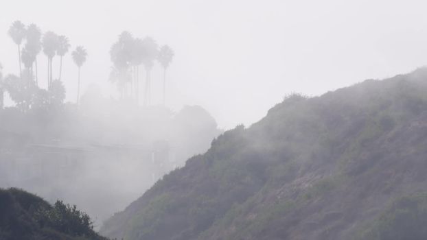 Palm trees silhouettes on cliff, bluff, rock or crag, foggy weather in Torrey Pines, California coast, USA. Eroded landscape in misty white air. Palmtrees in haze, fog or smog. Low visibility in brume