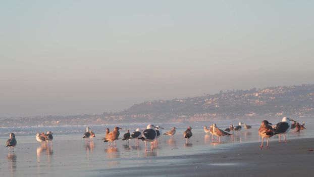 Seagull birds by ocean water on beach, sea waves at sunset in California, USA. Flock or colony of avian on coast littoral sand of pacific shore, many sea gulls and seascape at sundown on Mission beach