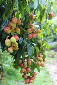 tasty and healthy litchi bunch in farm for harvest and sell