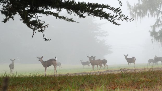 Wild young deer family grazing, green lawn grass, group of animals. Many fawns or calfs in freedom, cypress tree on valley, meadow in foggy forest. Misty weather in Monterey, California wildlife, USA.