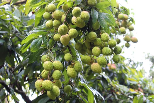 tasty and healthy litchi bunch in farm for harvest and sell