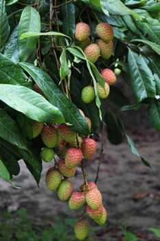 tasty and healthy litchi bunch in farm for harvest and sell