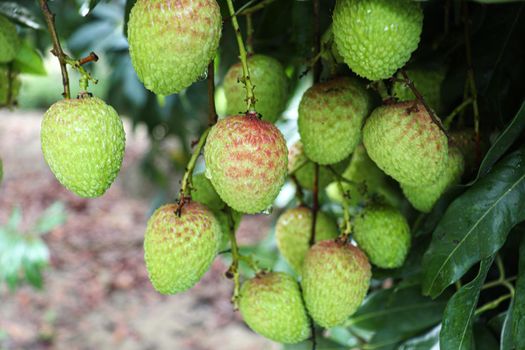 tasty and healthy litchi bunch in farm for harvest and sell