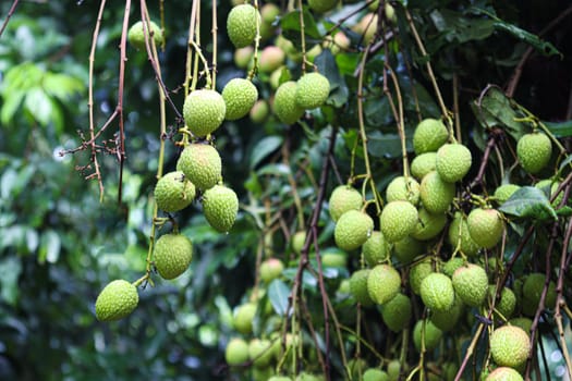 tasty and healthy litchi bunch in farm for harvest and sell