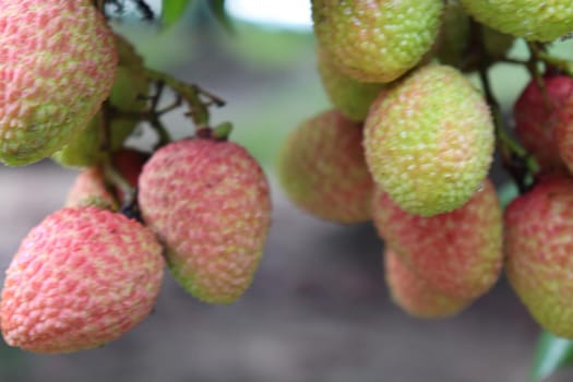 tasty and healthy litchi bunch in farm for harvest and sell