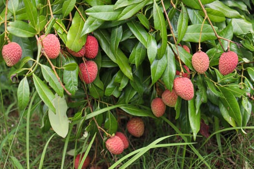 tasty and healthy litchi bunch in farm for harvest and sell