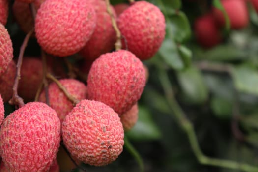 tasty and healthy litchi bunch in farm for harvest and sell