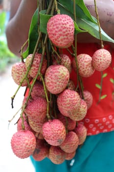 tasty and healthy litchi bunch in farm for harvest and sell