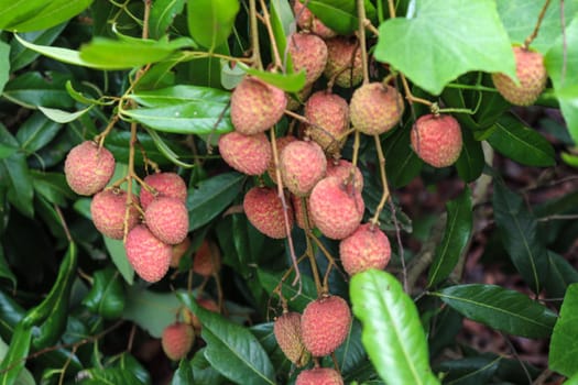 tasty and healthy litchi bunch in farm for harvest and sell