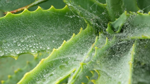 Aloe vera rosette, dew or rain water drops, fresh juicy green plant, moist leaves, raindrops or droplets. California succulent flora spring morning. Wet spider web or spiderweb. Moisturizing cosmetics