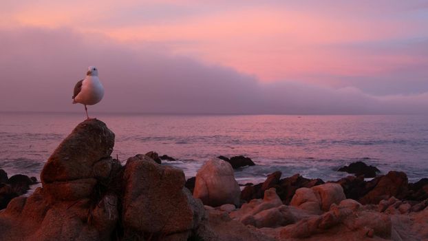 Rocky craggy ocean beach, calm sea waves, pink purple pastel sunset sky, Monterey, 17-mile drive seascape, California coast, USA. Beachfront waterfront Pacific Grove, waterside promenade. Seagull bird