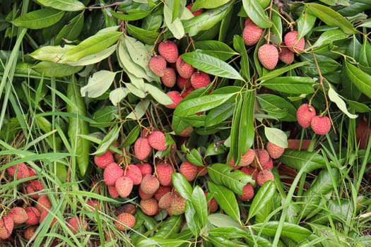 tasty and healthy litchi bunch in farm for harvest and sell