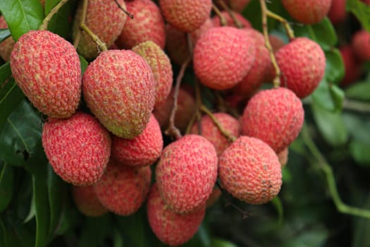 tasty and healthy litchi bunch in farm for harvest and sell