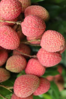 tasty and healthy litchi bunch in farm for harvest and sell