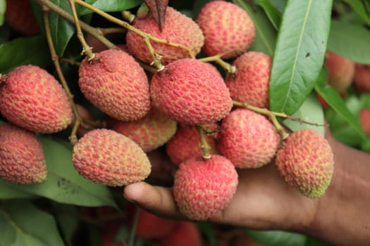 tasty and healthy litchi bunch in farm for harvest and sell