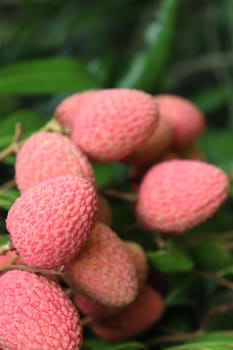 tasty and healthy litchi bunch in farm for harvest and sell