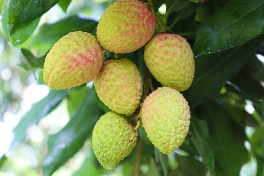 tasty and healthy litchi bunch in farm for harvest and sell